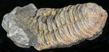 Calymene Trilobite From Morocco - Large Size #17891-1